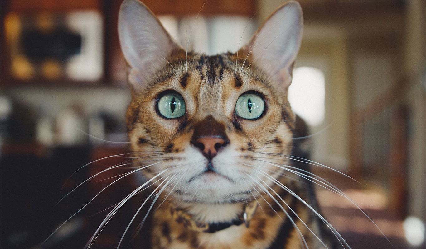 NOVAPET Veterinaria y Estética