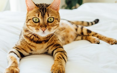 NOVAPET Estética Básica