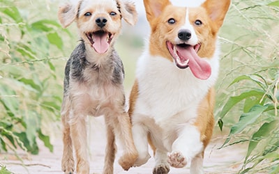 NOVAPET Estética Estándar