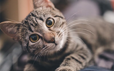 NOVAPET Estética Premium